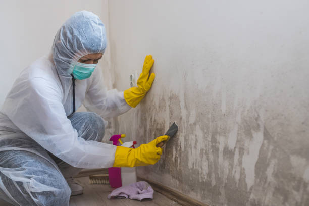 Trusted Pleasant Hill, CA Mold Prevention & Removal  Experts